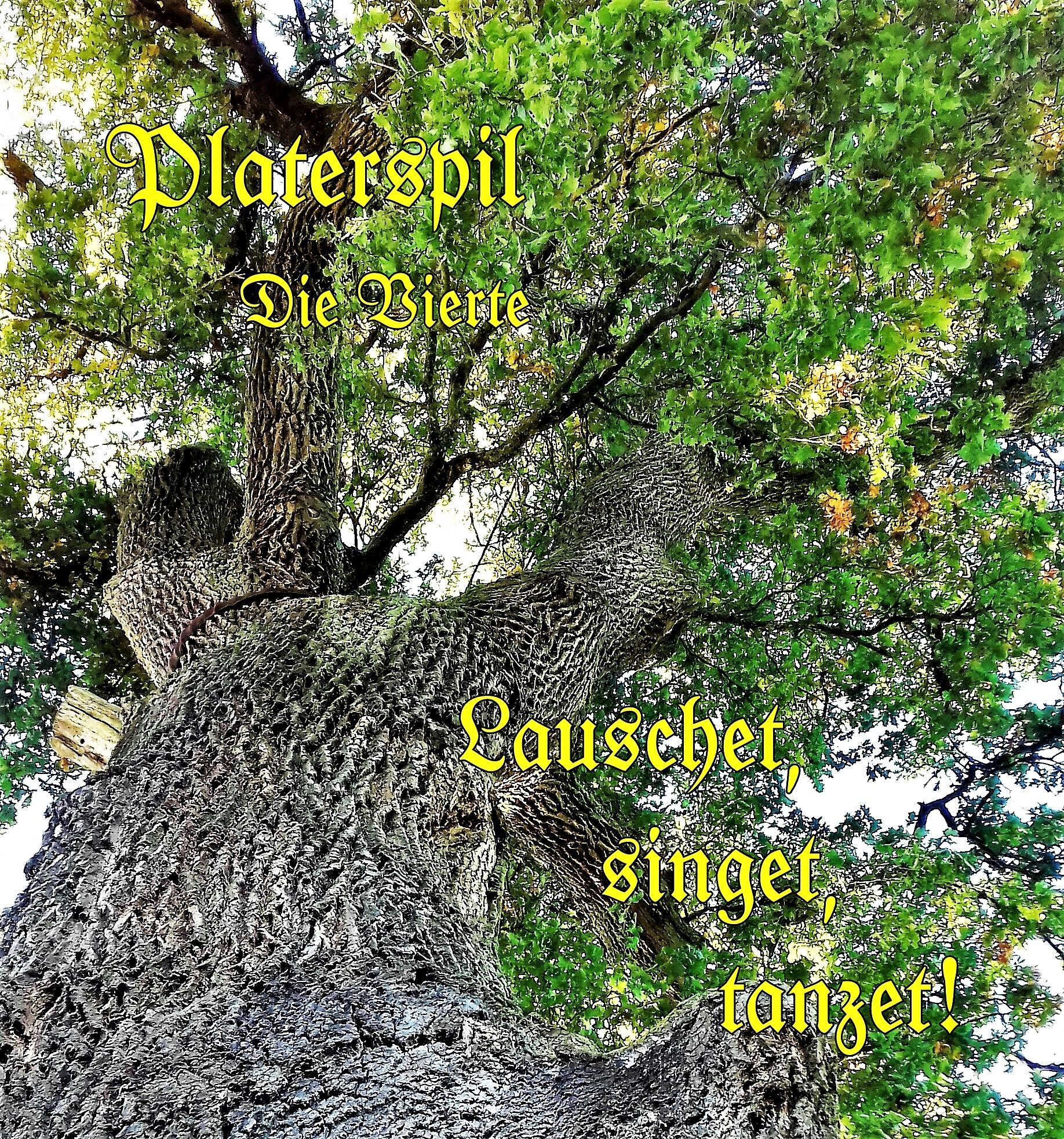 Buche bei Gollingkreut